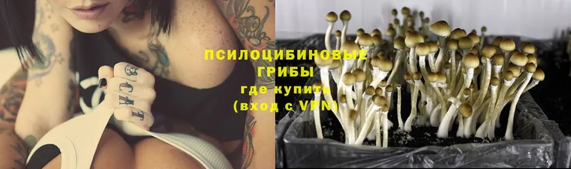 Псилоцибиновые грибы Cubensis  Ермолино 